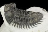 Coltraneia Trilobite Fossil - Huge Faceted Eyes #125129-5